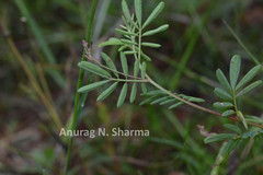 Indigofera karnatakana